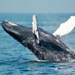 Whale watching [Foto di Todd Cravens su Unsplash]