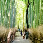 Bosco di Bamboo