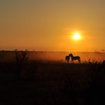 Tsavo Est [Foto di negahuk da Pixabay]