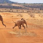 Safari elefanti [Foto di Patrick da Pixabay]