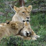 Leoni [Foto di Margo Tanenbaum da Pixabay]