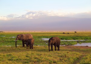 Tsavo Est - Amboseli.jpg