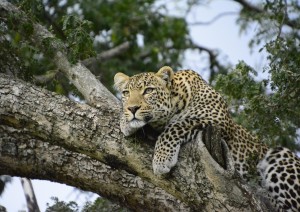 Amboseli - Tahita Hills Sanctuary.jpg