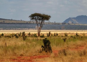Italia (volo) Mombasa - Tsavo Est.jpg