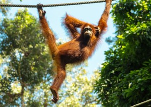 Semonggoh Orang Utan Center E Volo Per Kota Bharu.jpg