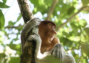 Bako National Park.jpg
