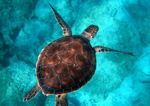 Soggiorno Mare Alle Isole Perhentian.jpg