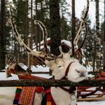 Renna a Rovaniemi