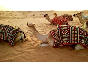 Escursione Nel Deserto.jpg