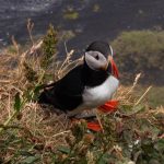 PUFFIN (FOTO DI EMANUELE SACCHETTO)