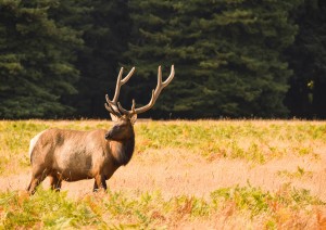 Redwoods National Park.jpg