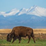 Dal Texas allo Yellowstone: tra ranch, deserti e geyser!