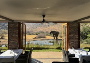 Johannesburg - Pilanesberg N.p..jpg