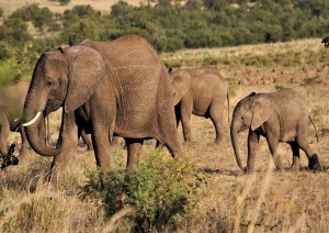 Pilanesberg N.p..jpg