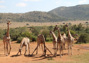 Pilanesberg N.p..jpg