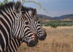 Pilanesberg N.p..jpg