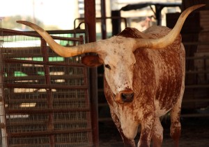 Relax Al Wildcatter Ranch (9 Agosto 2026).jpg