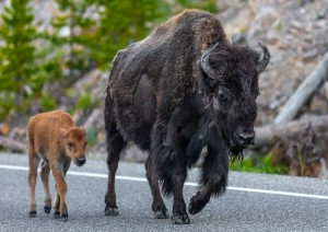 Yellowstone (19 Agosto 2026).jpg