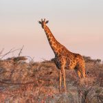 Giraffe [Foto di Chris Stenger da Pixabay]