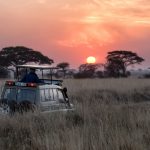 Safari [Foto di Hu Chen su Unsplash]