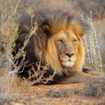 Leone [Foto di David Groves su Unsplash]