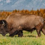 Dal Texas allo Yellowstone: tra ranch, deserti e geyser!