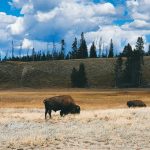 Dal Texas allo Yellowstone: tra ranch, deserti e geyser!