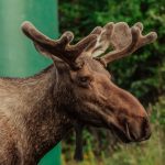 Alce [Foto di Danika Perkinson su Unsplash]