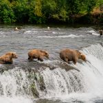 Katmai National Park [Foto di Pradeep Nayak su Unsplash]