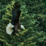 Aquila [Foto di Stephen Meyers su Unsplash]