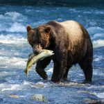 Orso a pesca di salmoni [Foto di Srikanth Sistu su Unsplash]
