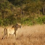 Incontri al Kruger