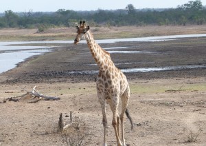 Cape Town (volo) Kruger Area.jpg