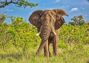 Kruger National Park.jpg