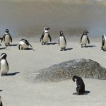 I pinguini di Simon Town, vicino a Città del Capo
