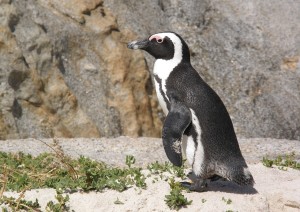 Cape Town.jpg