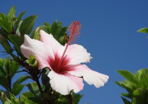 Porto Santo.jpg