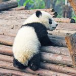 A Chengdu è possibile incontrare i Panda