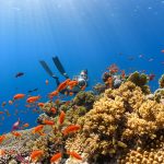 Barriera corallina Sharm