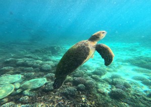 Escursione In Barca Alle Isole Dimaniyat.jpg