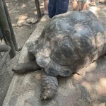 Tartaruga gigante a Prison island [Gioia Giordani]