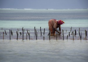 Zanzibar (volo) Italia.jpg