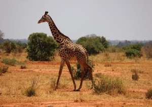 Safari/watamu.jpg