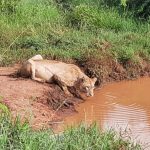 Leonessa [Gioia Giordani]