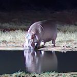 Ippopotamo [Gioia Giordani]