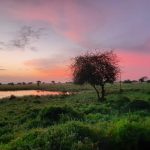 Tramonto nella savana [Gioia Giordani]