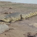 Coccodrillo [Gioia Giordani]