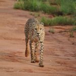 Ghepardo [Gioia Giordani]