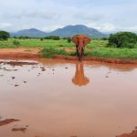 Elefante [Gioia Giordani]