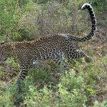 Leopardo [Gioia Giordani]